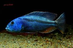 2-Aristochromis-christyi