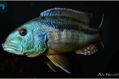 Aristochromis-christyi-3