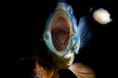 Aristochromis-christyi-55