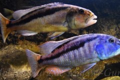 Aristochromis-christyi-Falko-Kaiser_bearbeitet-1