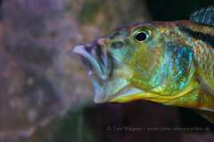 Aristochromis-christyi-by-Wagner-1