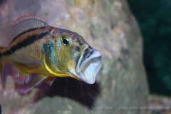 Aristochromis-christyi-by-Wagner-2