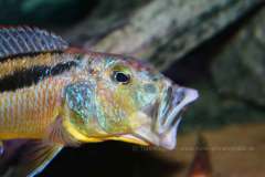 Aristochromis-christyi-by-Wagner-3