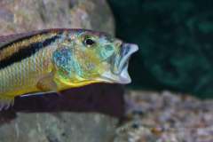 Aristochromis-christyi-by-Wagner-4