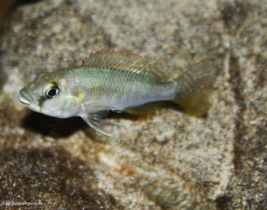 Astatotilapia-calliptera-Female-Bild-2
