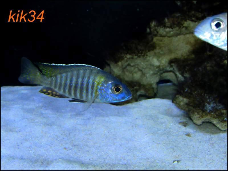 Aulonocara-gertrudae-8