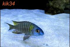 Aulonocara-gertrudae-4