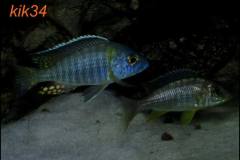 Aulonocara-gertrudae-6