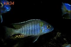Aulonocara-gertrudae-9