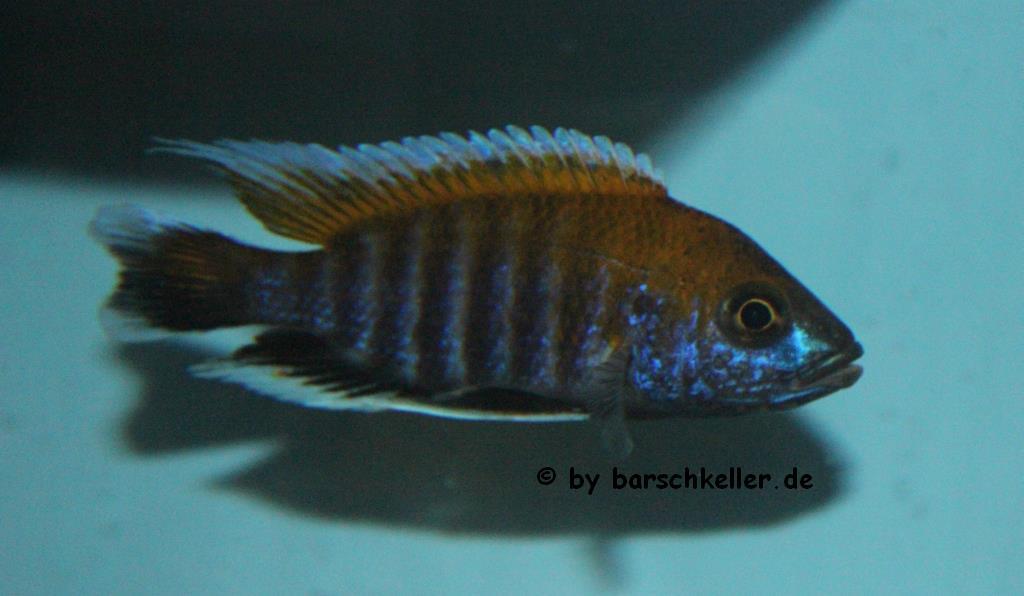 Aulonocara-jacobfreibergi-makokola-reef-1