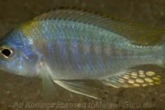 Aulonocara nyassae