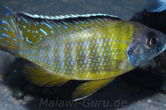 Aulonocara-Jalo-Reef-1