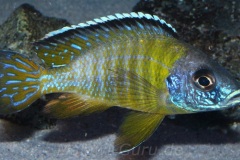 Aulonocara-Jalo-Reef-3