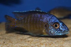 Aulonocara stuartgranti 'Mkondowe' 