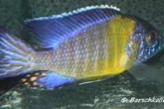 Aulonocara-stuartgranti-hai-reef-blue-neon-2