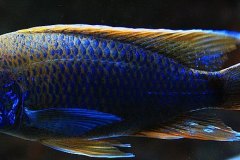 1-Aulonocara-sp.undu-reef-by-Malawi-guru.de_