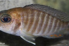 2-Aulonocara-sp.undu-reef-Female-by-Malawi-guru.de_