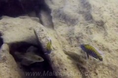 Boadzulu Island mit Aulonocara Jacobfreibergis