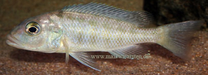 Buccochromis-heterotaenia-2