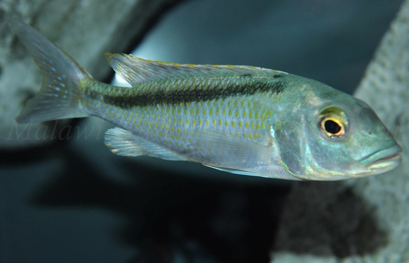 Buccochromis-Lepturus-Green-6