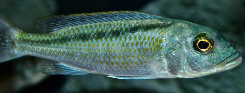 Buccochromis-Lepturus-Green-7