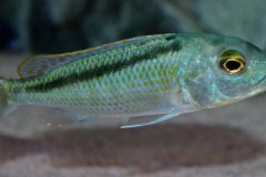 Buccochromis-Lepturus-Green-1