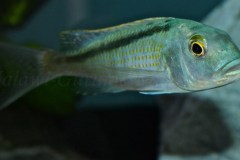 Buccochromis-Lepturus-Green-3