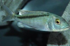 Buccochromis-Lepturus-Green-6