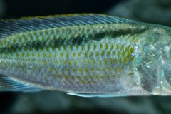 Buccochromis-Lepturus-Green-7