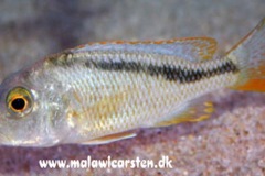 Buccochromis-nototaenia-1