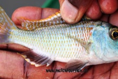 Buccochromis-nototaenia-2