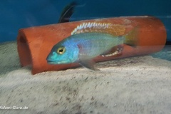 Buccochromis-nototaenia-3