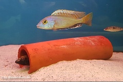 Buccochromis-nototaenia-4