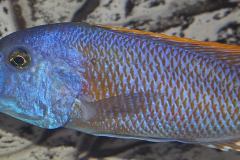 12-Buccochromis-rhoadesii