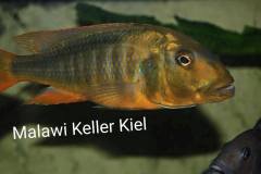 2-Buccochromis-Rhoadesii-F1-11