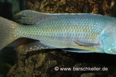 Buccochromis-rhoadesi-WF-Maennchen