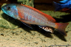Buccochromis-rhoadesi-yellow-4