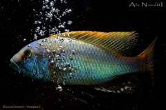 Buccochromis-rhoadesii-1