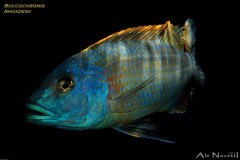 Buccochromis-rhoadesii-2