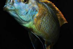 Buccochromis-rhoadesii-3