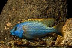 Buccochromis-rhoadesii-4