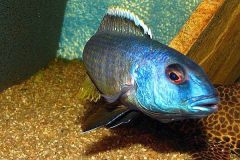 Buccochromis-spectabilis-1