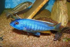 Buccochromis-spectabilis-3