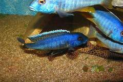 Buccochromis-spectabilis-4