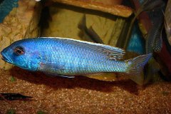 Buccochromis-spectabilis-5