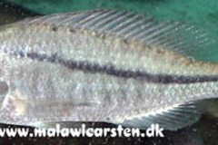 Caprichromis orthognathus