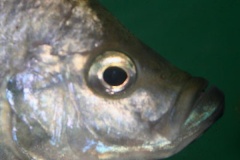 Caprichromis-orthognathus-2