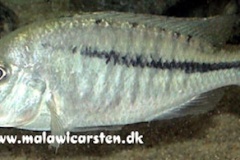 Caprichromis-orthognathus-3