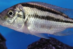 Cheilochromis-euchilus-Bild-1