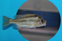 Cheilochromis-euchilus-Bild-2